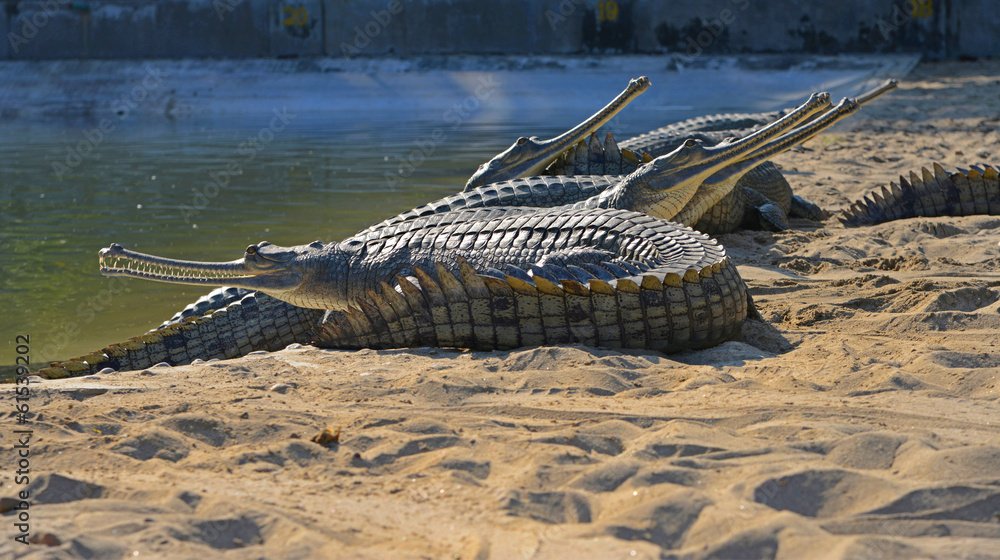 One-horned Rhinoceros Chitwan